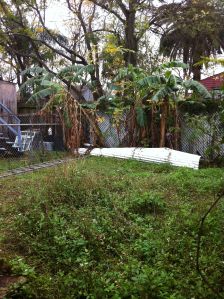 This backyard is calling me to make it great. It needs love. 